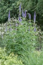 Siberian Veronicastrum sibiricum Sachalinense, flowering plant in a garden